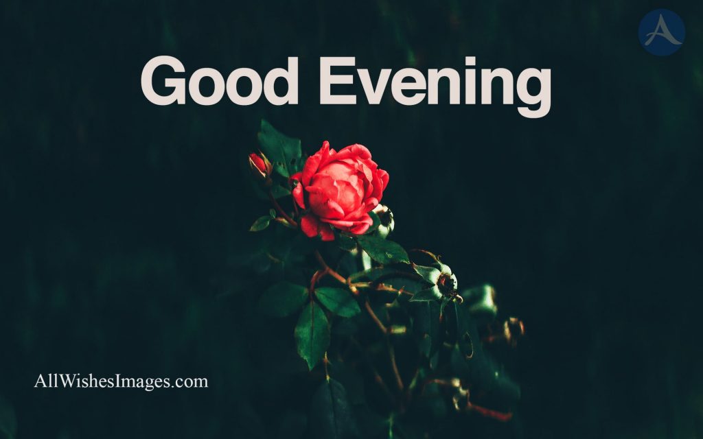Good Evening Flowers
