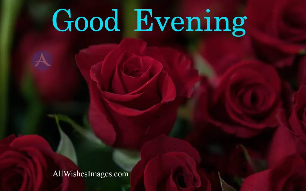 Good Evening Image With Red Rose