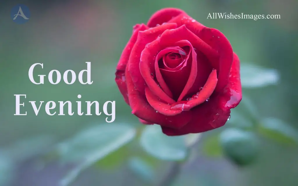Good Evening Red Rose Images