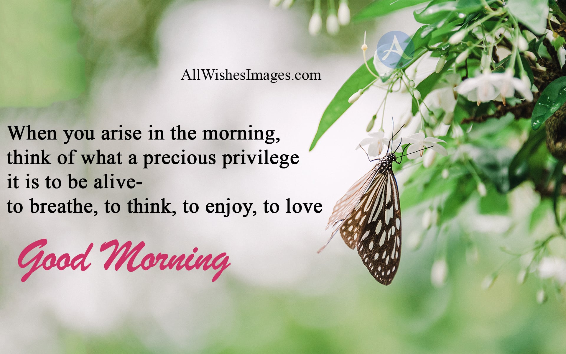 30+ Good Morning Quotes In English For WhatsApp (2020) GM Images With