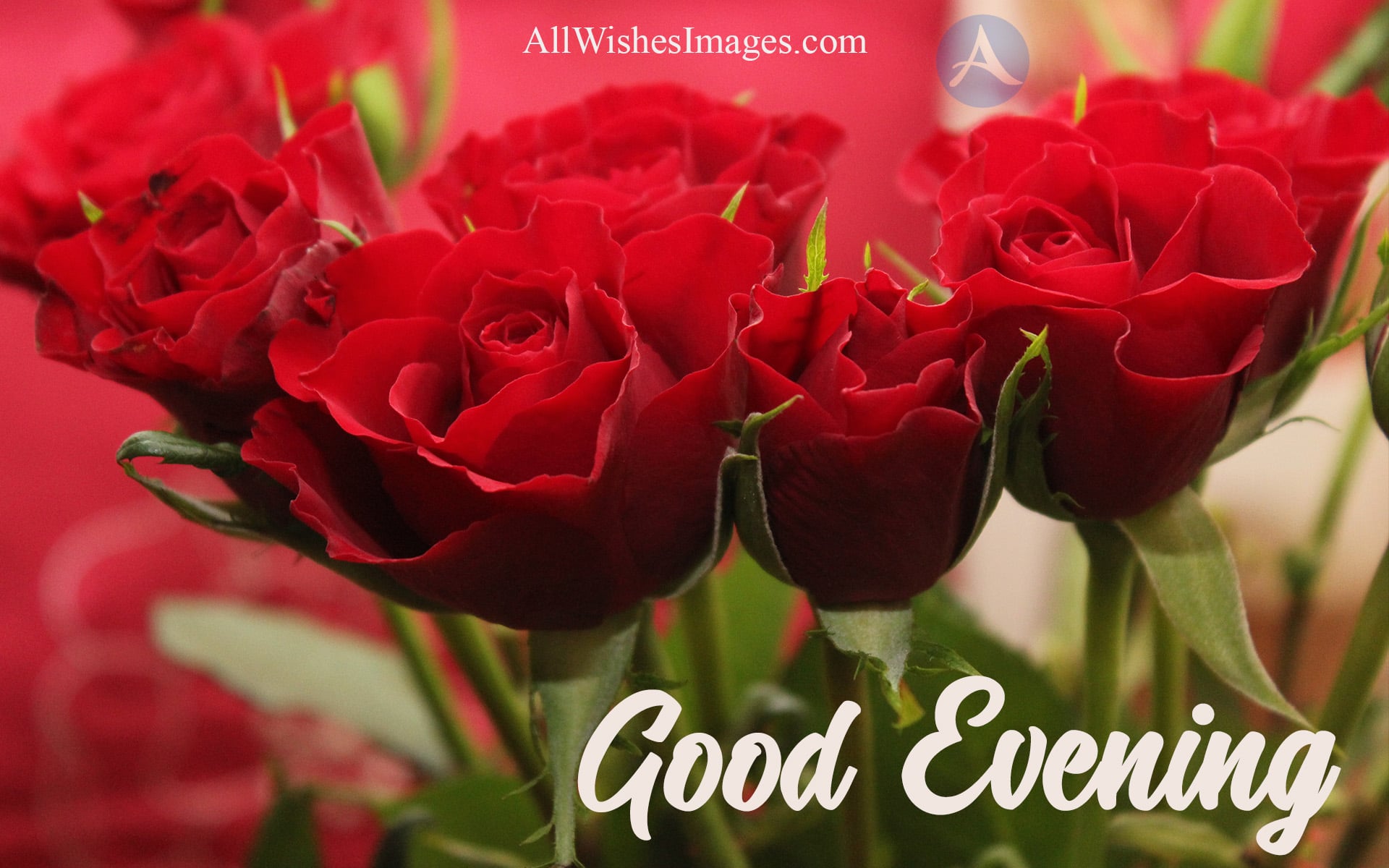 30 Good Evening Image With Red Rose Lovely Good Evening Images HD 